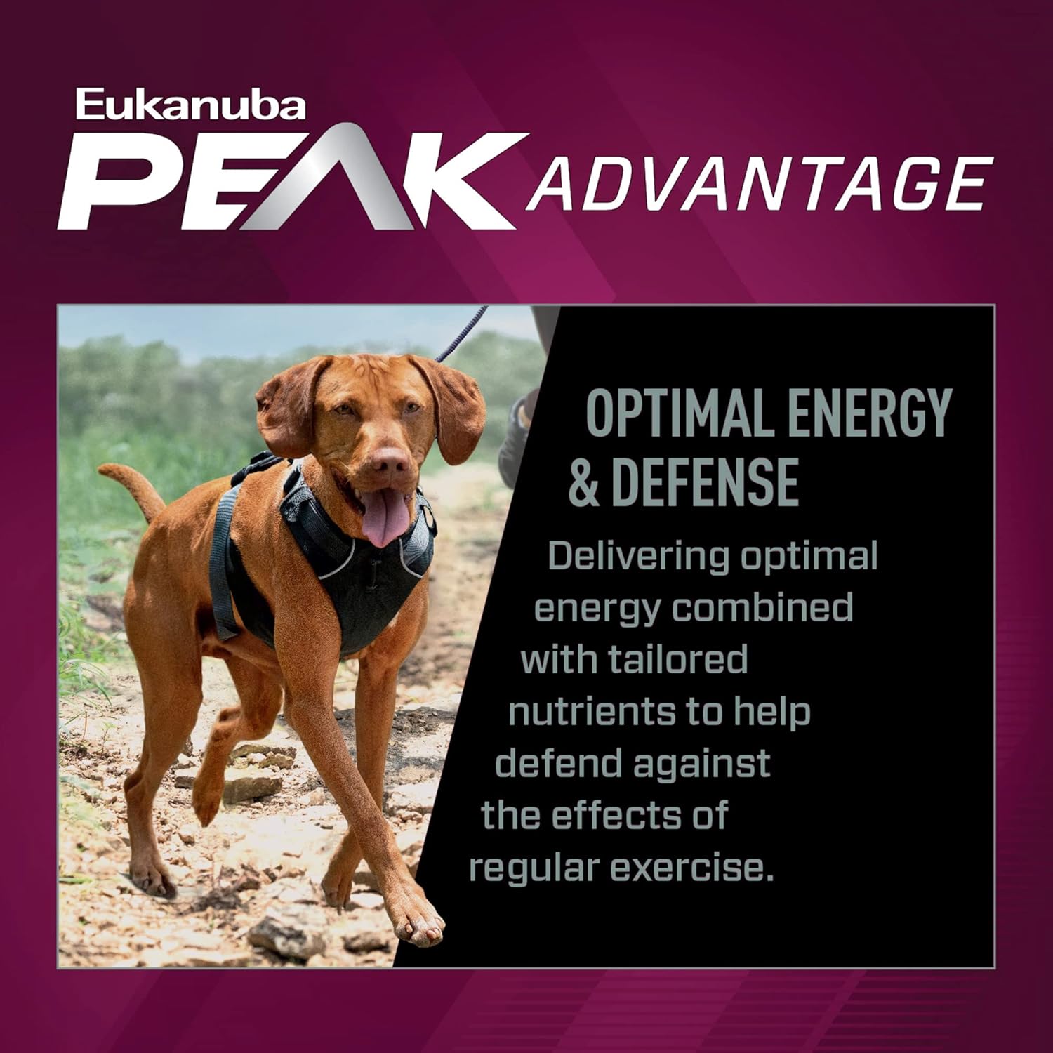 Eukanuba Premium Performance 26/16 Exercise Adult Dry Dog Food, 14 lb. Bag : Pet Supplies