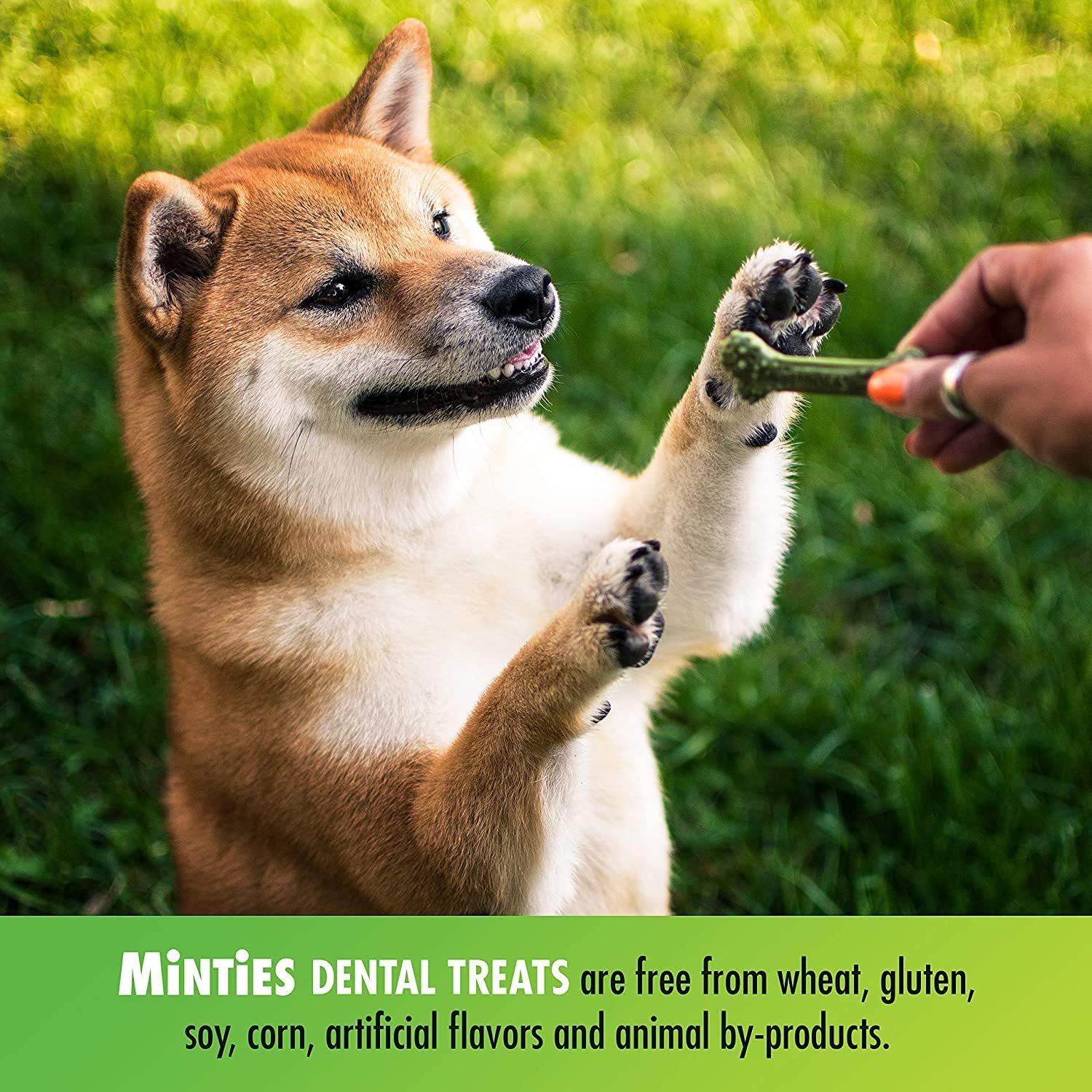 VetIQ Minties Dog Dental Bone Treats, Dental Chews for Dogs, (Perfect for Tiny / Small Dogs under 40 lbs), 60 Treats : Pet Supplies