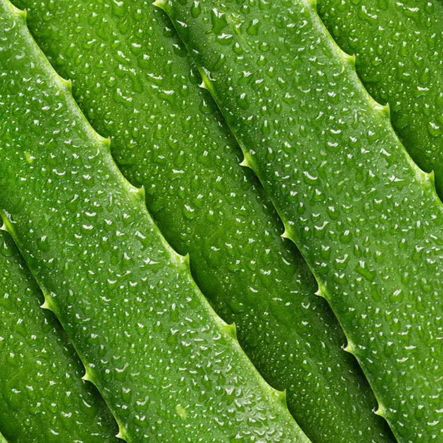 Mario Badescu Hyaluronic Face Moisturizer For Women And Men With Spf 15, Ideal Facial Moisturizer For Combination, Dry Or Sensitive Skin, Sesame Seed Oil-Infused Moisturizer Face Cream, 2 Fl Oz : Beauty & Personal Care