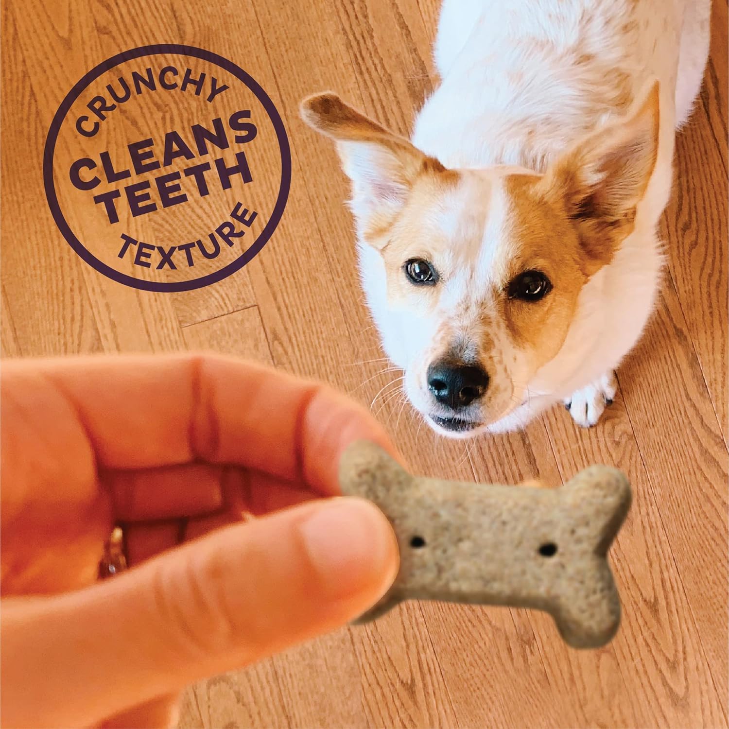 Old Mother Hubbard by Wellness Classic Just Vegg'N Natural Dog Treats, Crunchy Oven-Baked Biscuits, Ideal for Training, Small Size, 3.3 pound bag : Pet Snack Treats : Pet Supplies