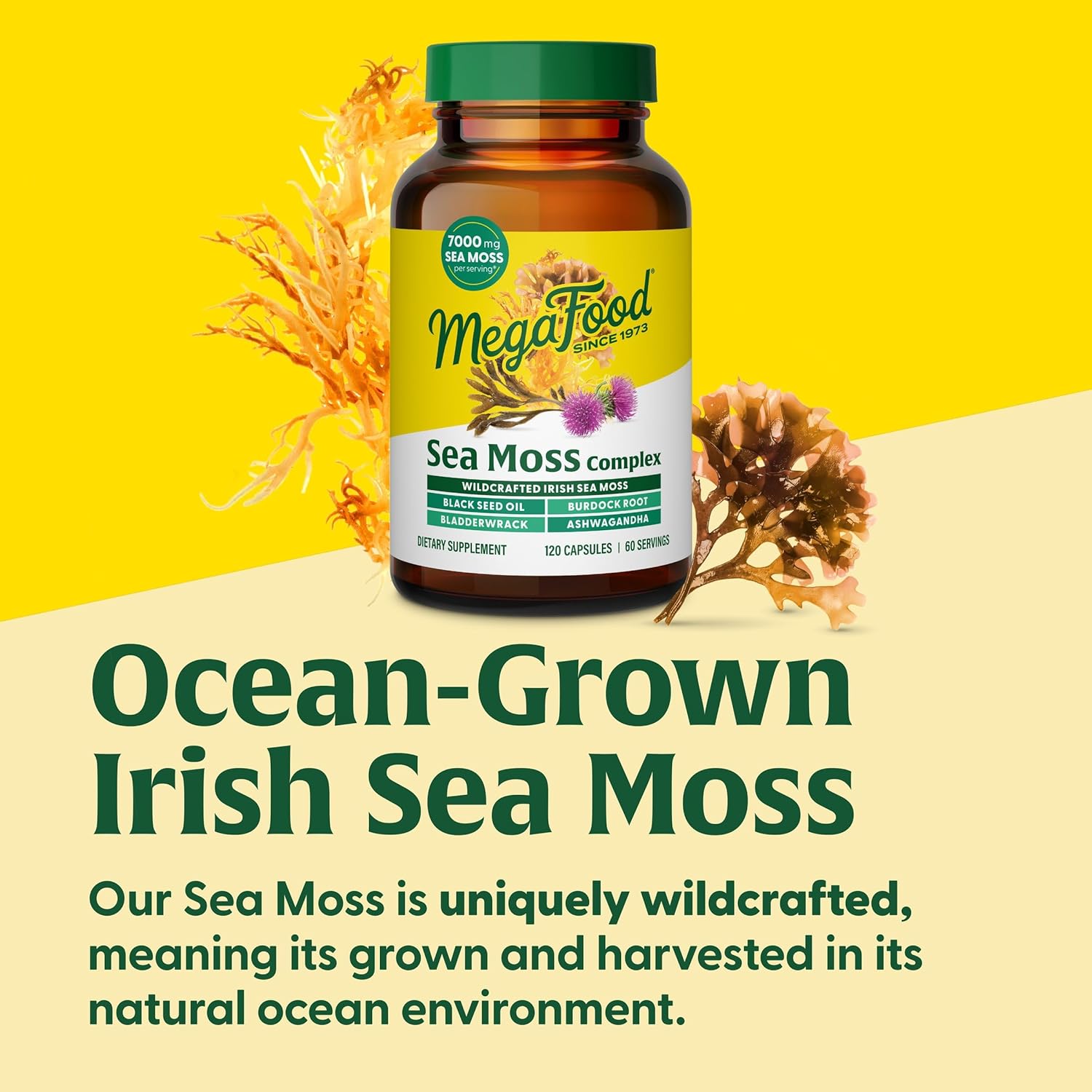 Megafood Sea Moss Complex - Irish Sea Moss 7000Mg Per Serving Plus Black Seed Oil, Burdock Root, Bladderwrack & Ashwagandha - Vegan Gut Health & Immune Support Supplement, 120 Capsules, 60 Servings : Health & Household