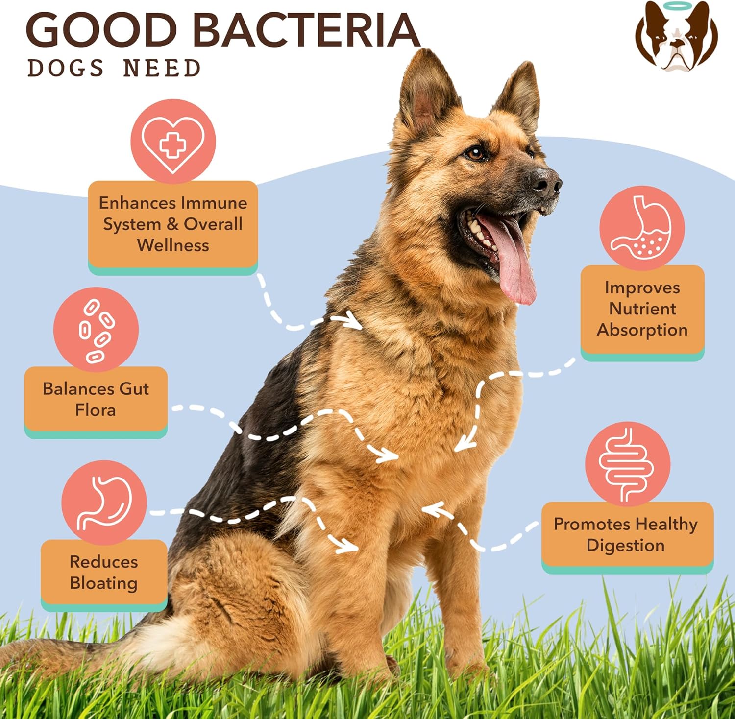 Natural Dog Company Multivitamin and Probiotic Chews Bundle: Complete Nutritional Support for Dogs, Boosts Immune System, Enhances Digestive Health, Ideal for Senior Dogs and with Sensitive Stomachs : Pet Supplies