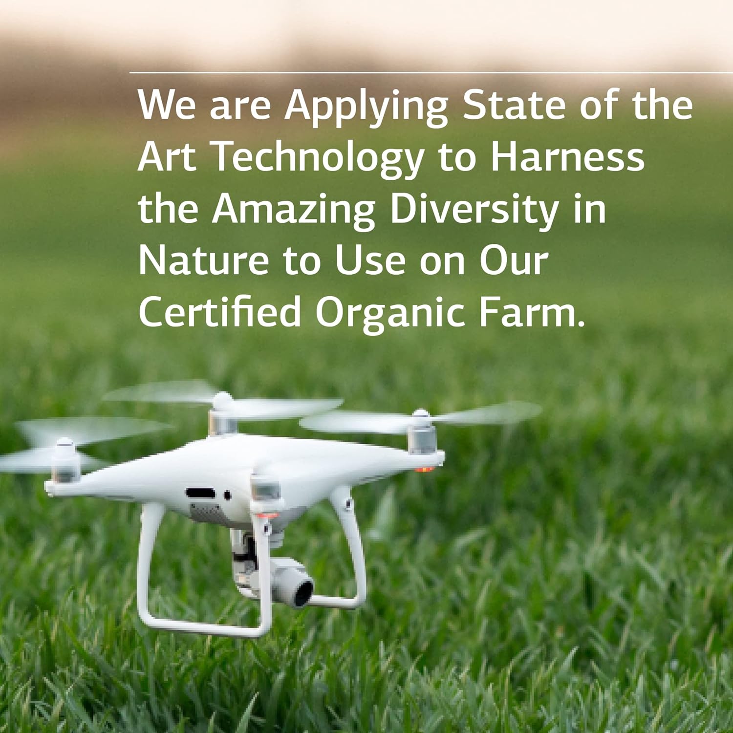 Standard Process Spleen Desiccated - Whole Food Immune Support, Spleen and Healthy Blood - Gluten Free - 90 Tablets : Health & Household