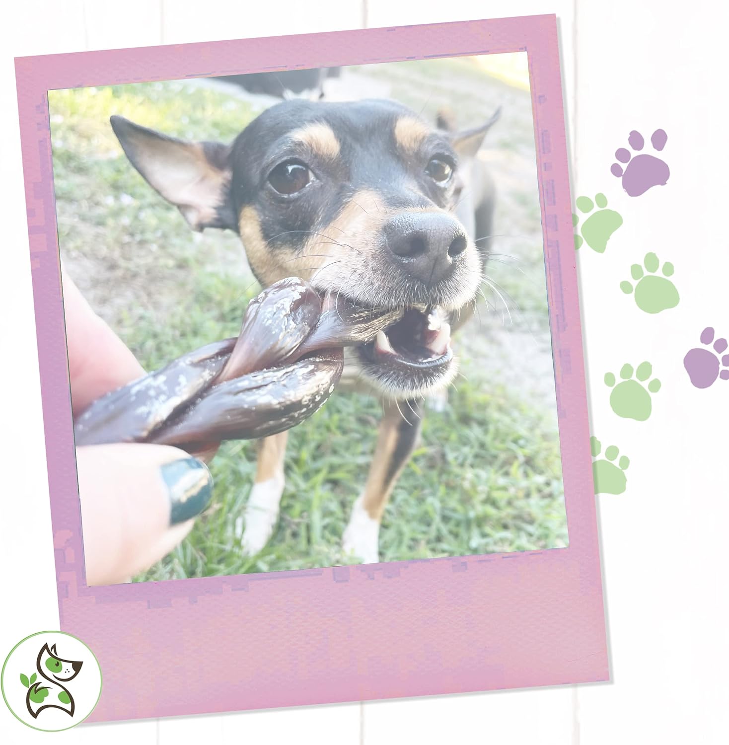 Nature Gnaws Braided Gnaws for Dogs 5-6" (3 Count) - Long Lasting for Small and Medium Dogs - Natural Beef Bully Stick Combo Braids - Rawhide Free : Pet Supplies