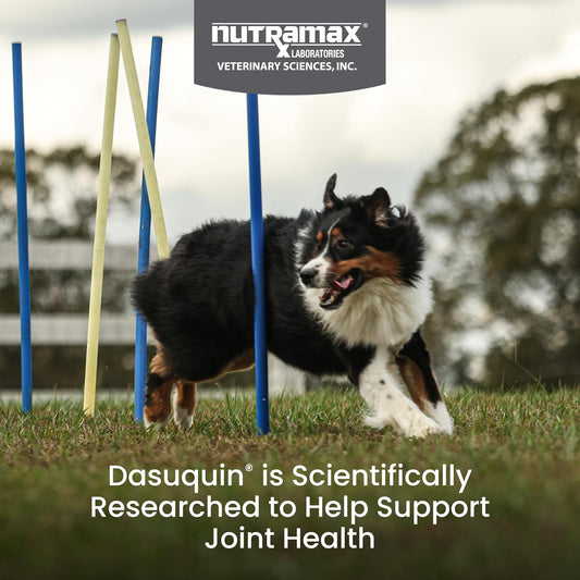 Nutramax Laboratories Dasuquin With Msm Joint Health Supplement For Large Dogs - With Glucosamine, Msm, Chondroitin, Asu, Boswellia Serrata Extract, And Green Tea Extract, 84 Soft Chews