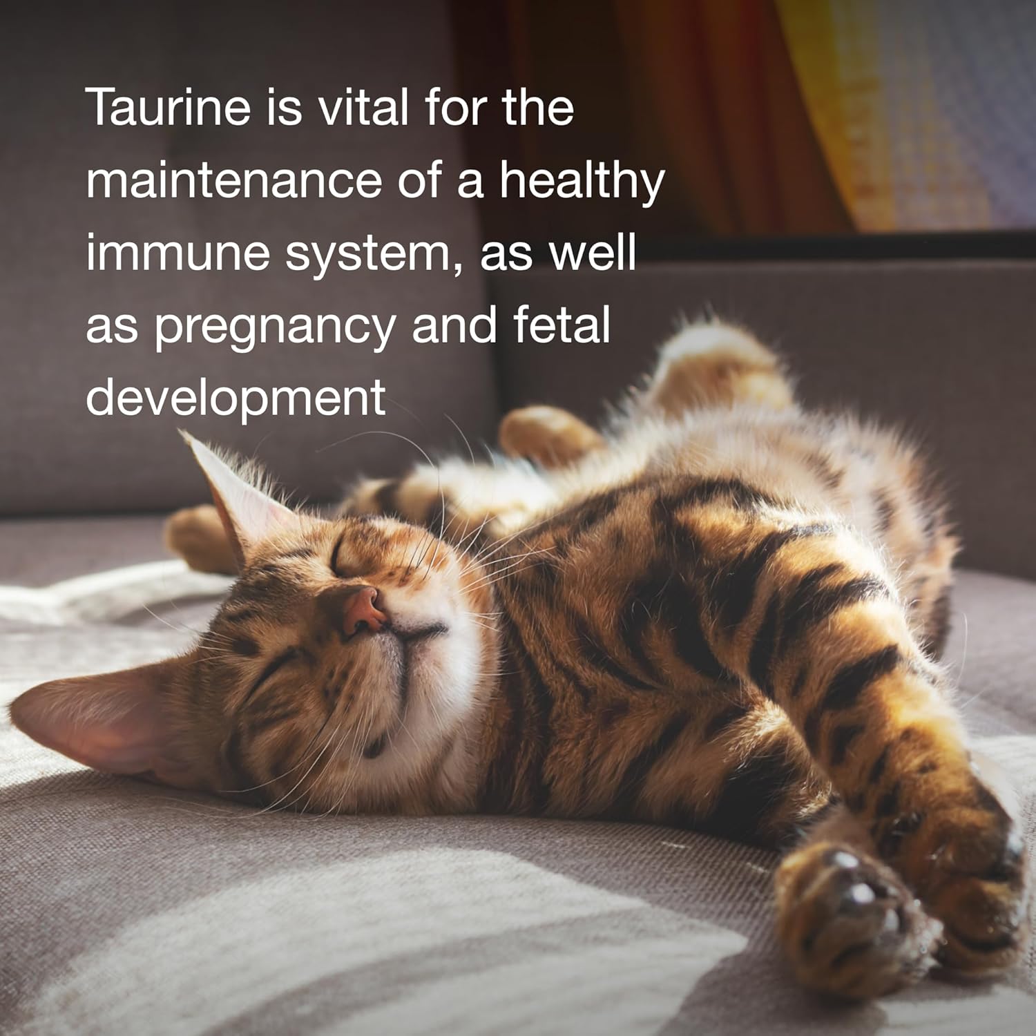 Pet-Ag Taurine Tablets for Cats - 100 Tablets - Daily-Use, Chewable Supplement for Cats of All Ages : Taurine For Cats : Pet Supplies