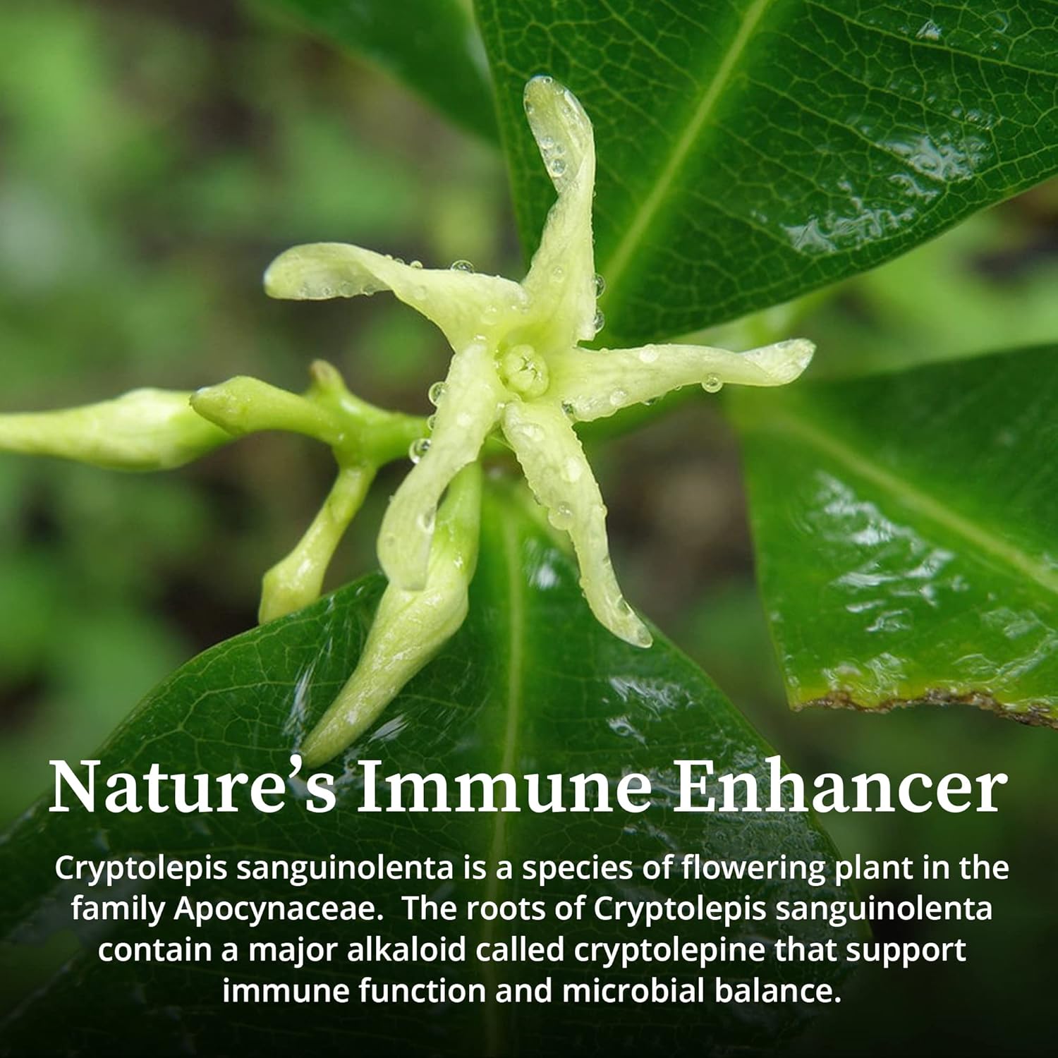 Biopure Cryptolepis Herbal Tincture – Potent Botanical Extract Of Cryptolepis Sanguinolenta For Immune Support, Microbiome Balance, And Gastrointestinal Health - 4 Fl Oz : Health & Household