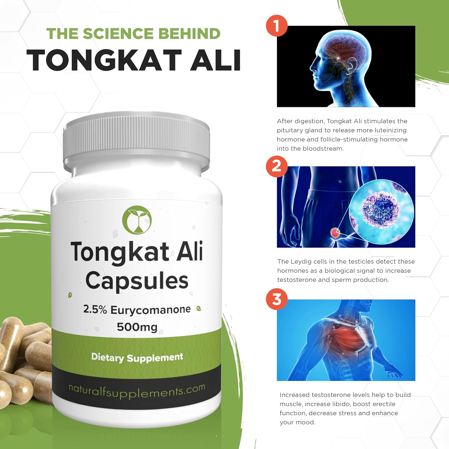 Tongkat Ali for Men | 30 High Strength 500mg Capsules | Root Extract 2.5% Eurycomanone | 3rd Party Tested | Longjack Eurycoma Longifolia | Natural Health Supplement for Men