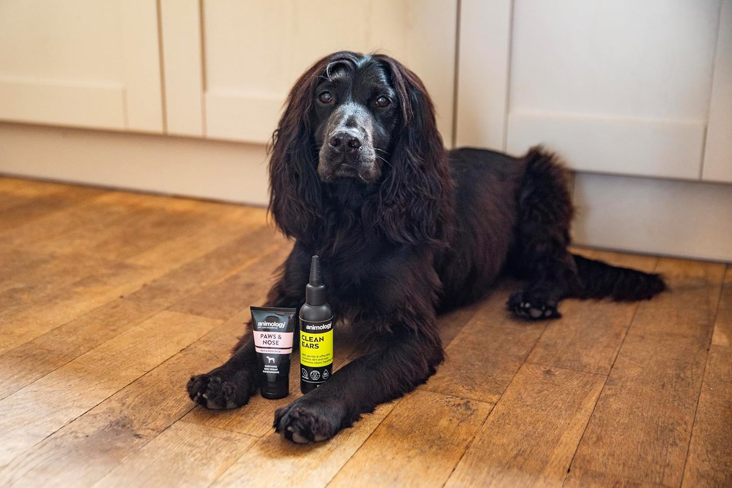 Animology Clean Ears Vegan Gentle & Effective Soothing Dog Ear Cleaning Solution 100ml : Amazon.co.uk: Pet Supplies