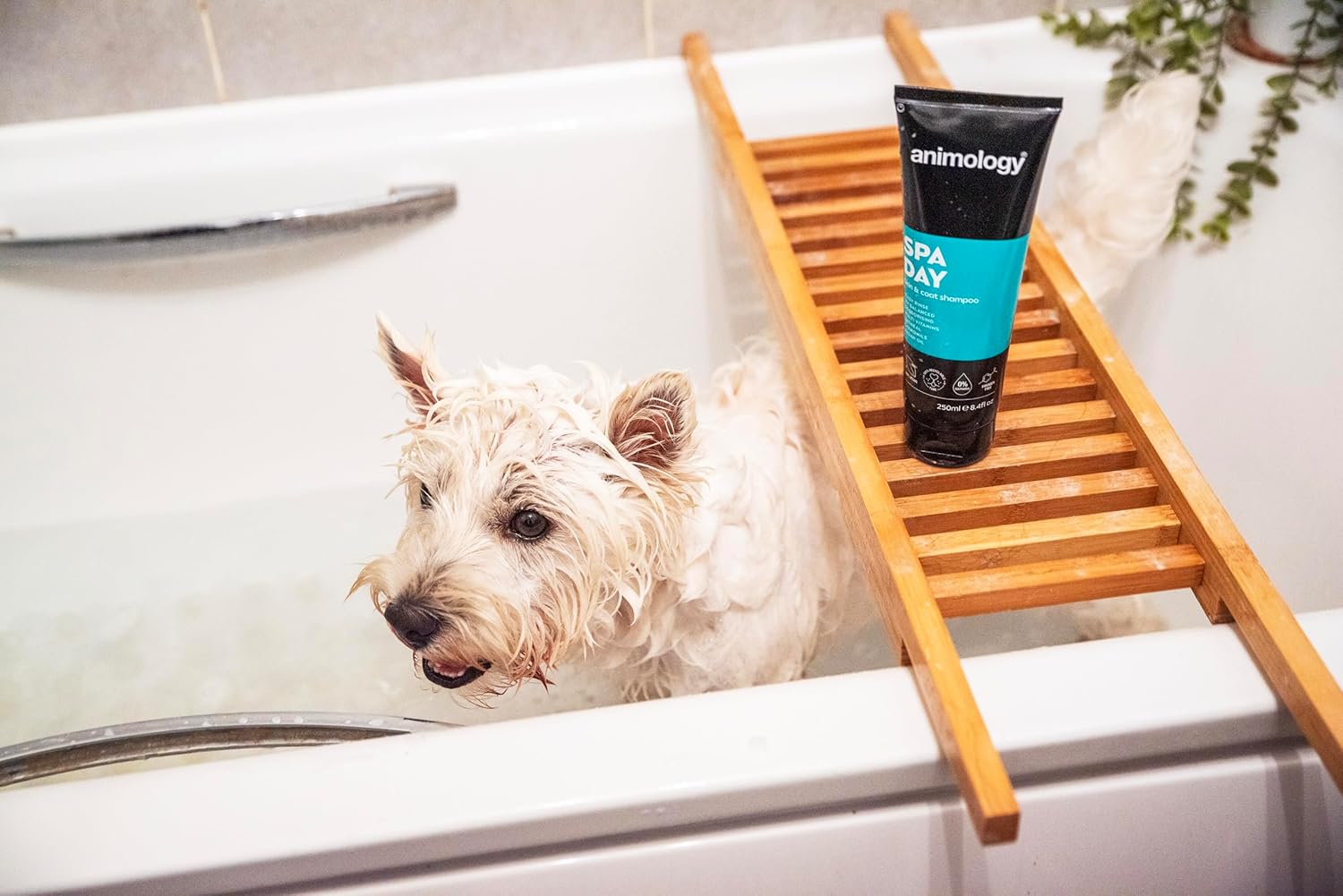 Animology Spa Day Dog Shampoo 250ml | Easy Rince |PH Balanced | Deodorising | Multi Vitamins Oatmeal, Chamomile & Argan Oil | 100% Vegan and Recyclable (14ANI71) : Amazon.co.uk: Pet Supplies