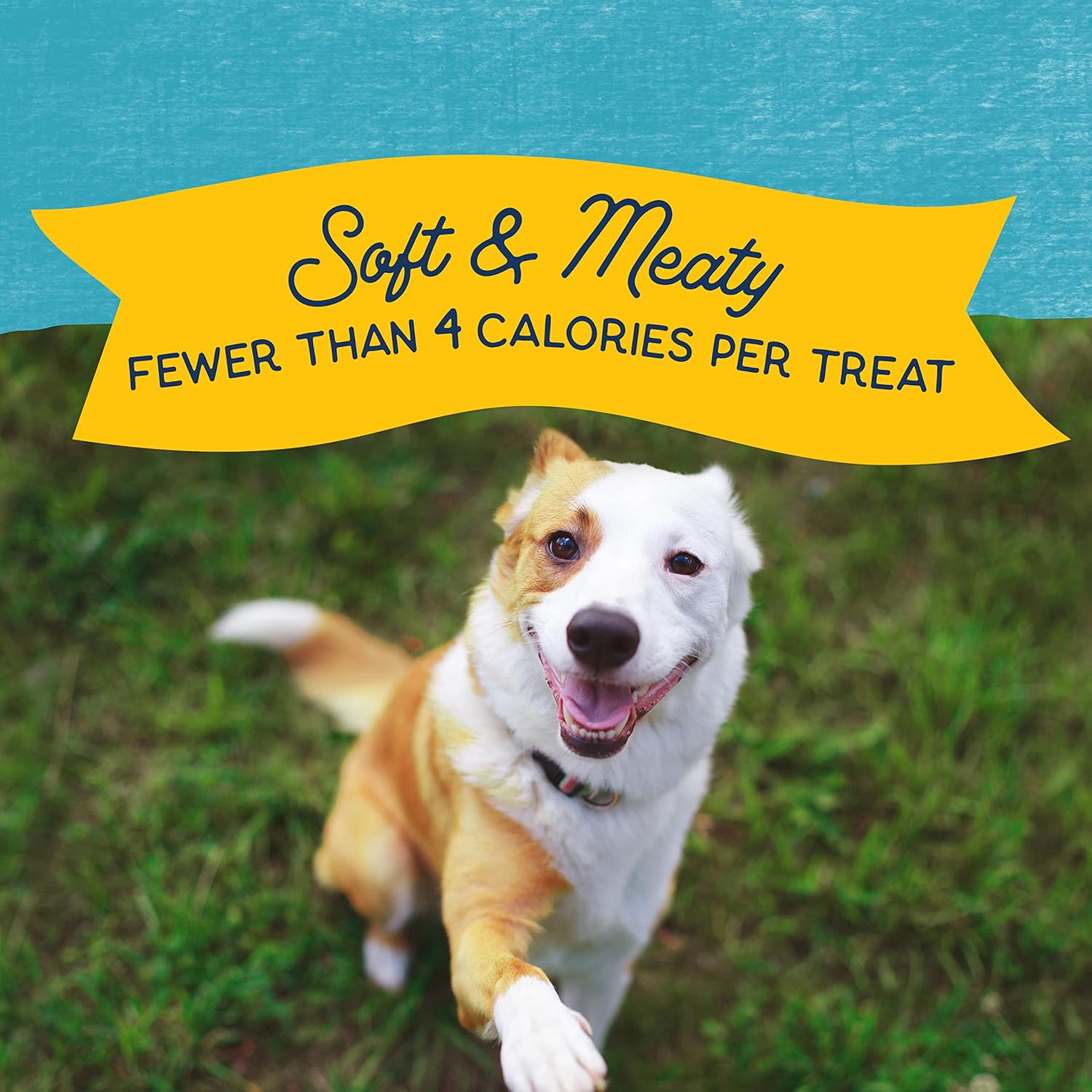 Natural Balance Limited Ingredient Mini-Rewards Turkey Grain-Free Dog Training Treats for Dogs | 5.3-oz. Canister : Pet Supplies