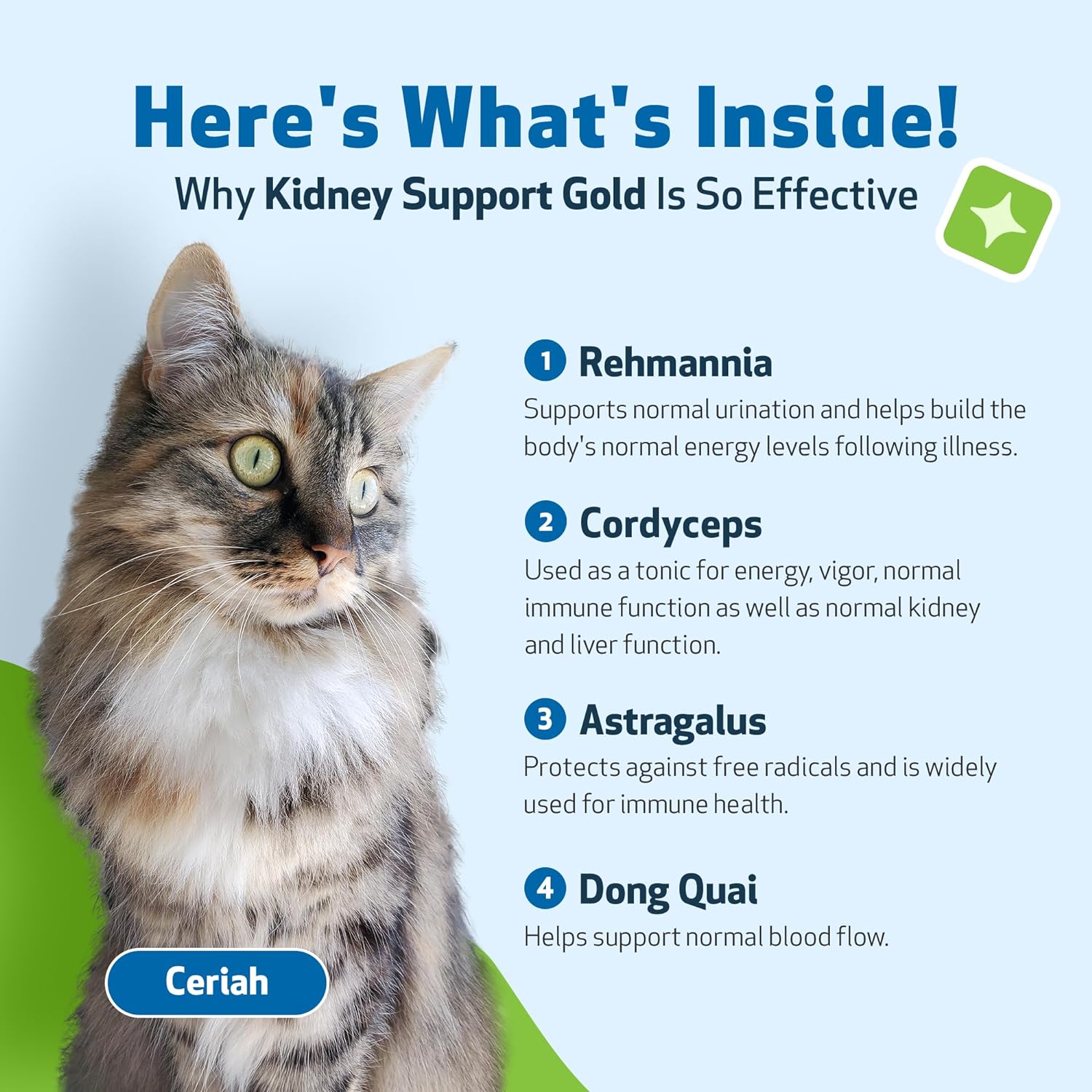 Pet Wellbeing Kidney Support Gold for Cats - Vet-Formulated - Supports Healthy Kidney Function in Cats - Natural Herbal Supplement 2 oz (59 ml) : Pet Supplies