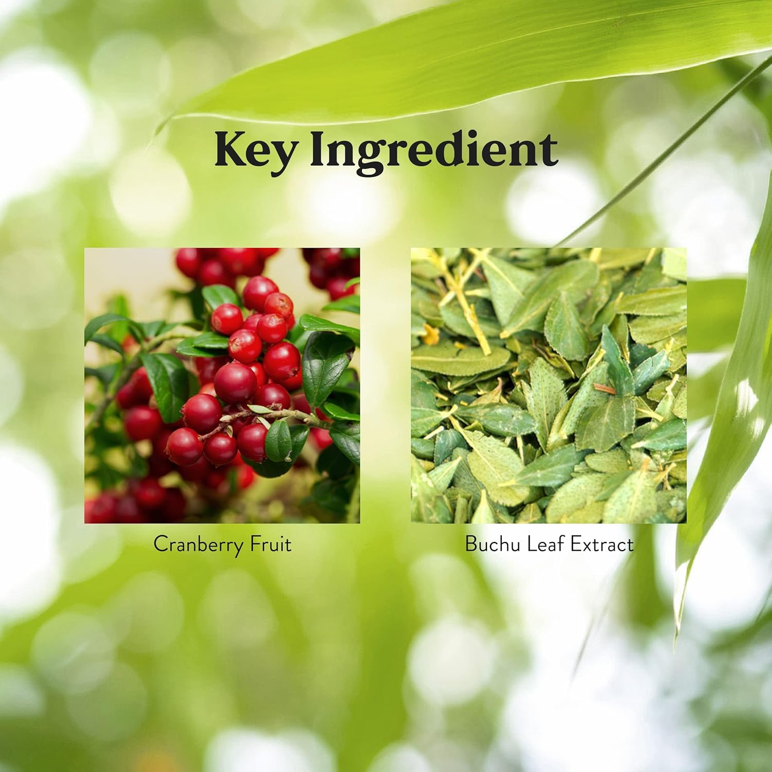 Nature's Sunshine Cranberry and Buchu Concentrate 100 Capsules : Health & Household