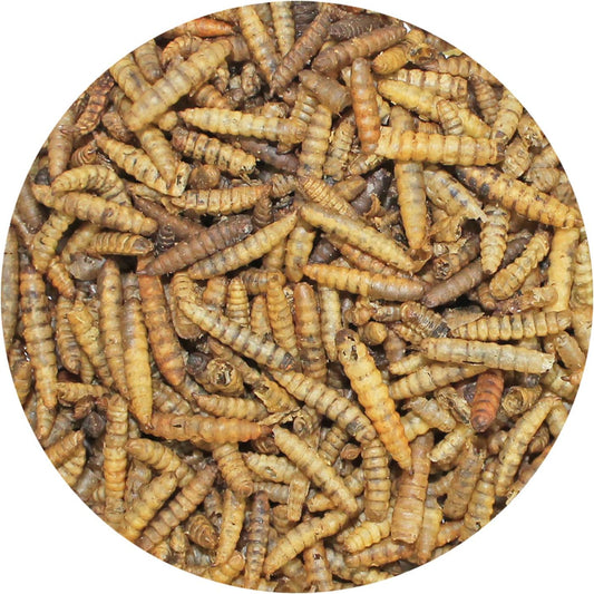 Exotic Nutrition Dried Black Soldier Fly Larvae (1.5 Oz.) - High-Calcium Insect Treat - Chickens, Wild Birds, Hedgehogs, Bluebirds, Reptiles, Sugar Gliders, Opossums, Skunks, Lizards, Fish