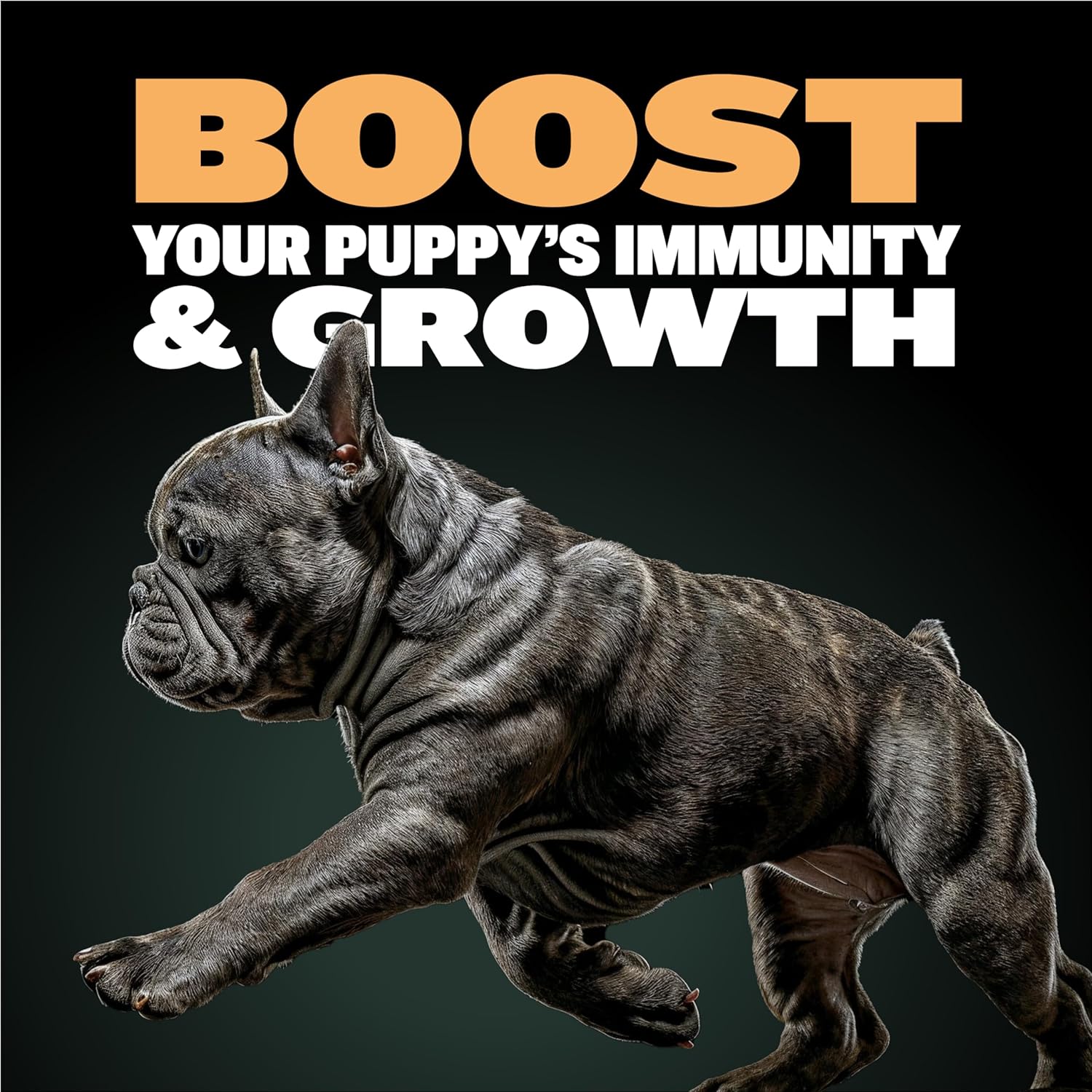 Bully Max Complete Puppy Growth Kit - 2lbs Wet Puppy Food, Immunity & Growth 75pcs Chews & 2-in-1 Puppy Vitamins 30 Chewable Tabs Bundle - Strong Muscles & Healthy Start for Small & Large Breeds : Pet Supplies