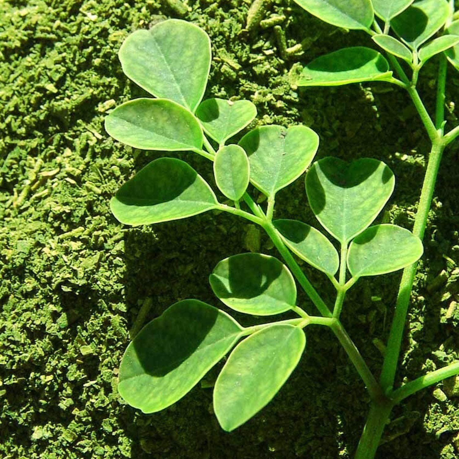 Moringa Tea Organic 3-Pack 90 Herbal Tea Bags All-Natural, Antioxidant-Rich, Caffeine-Free Energy Booster By Zokiva : Grocery & Gourmet Food