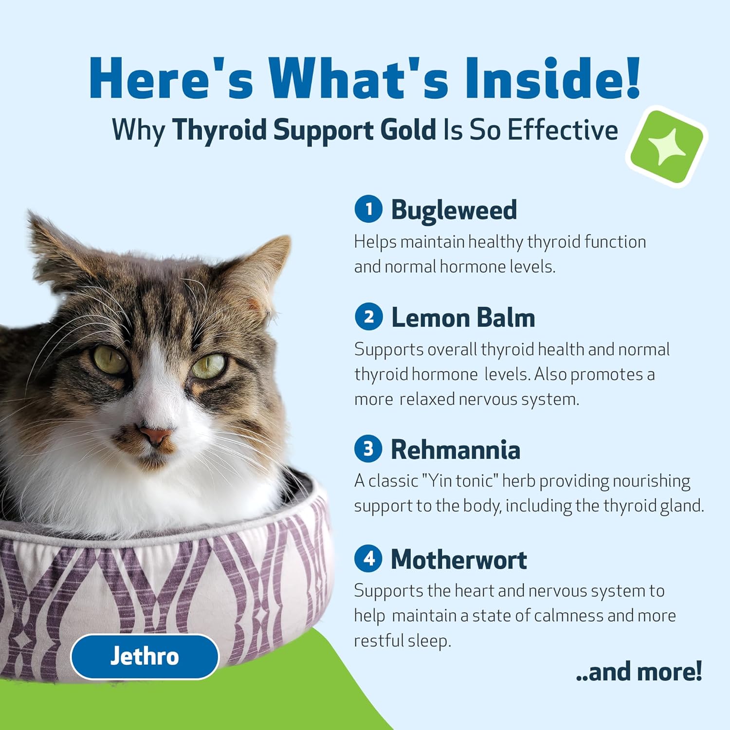 Pet Wellbeing Thyroid Support Gold for Cats - Vet-Formulated - Supports Overactive Thyroid in Felines - Natural Herbal Supplement 4 fl oz (118 ml) : Pet Supplies