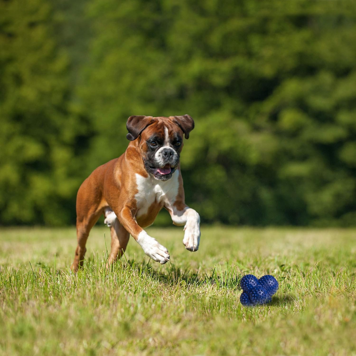 Pet Supplies : Nylabone Power Play Crazy Ball Interactive Play Toy, Fetch Ball Toy for Dogs, Large (1 Count) : Amazon.com