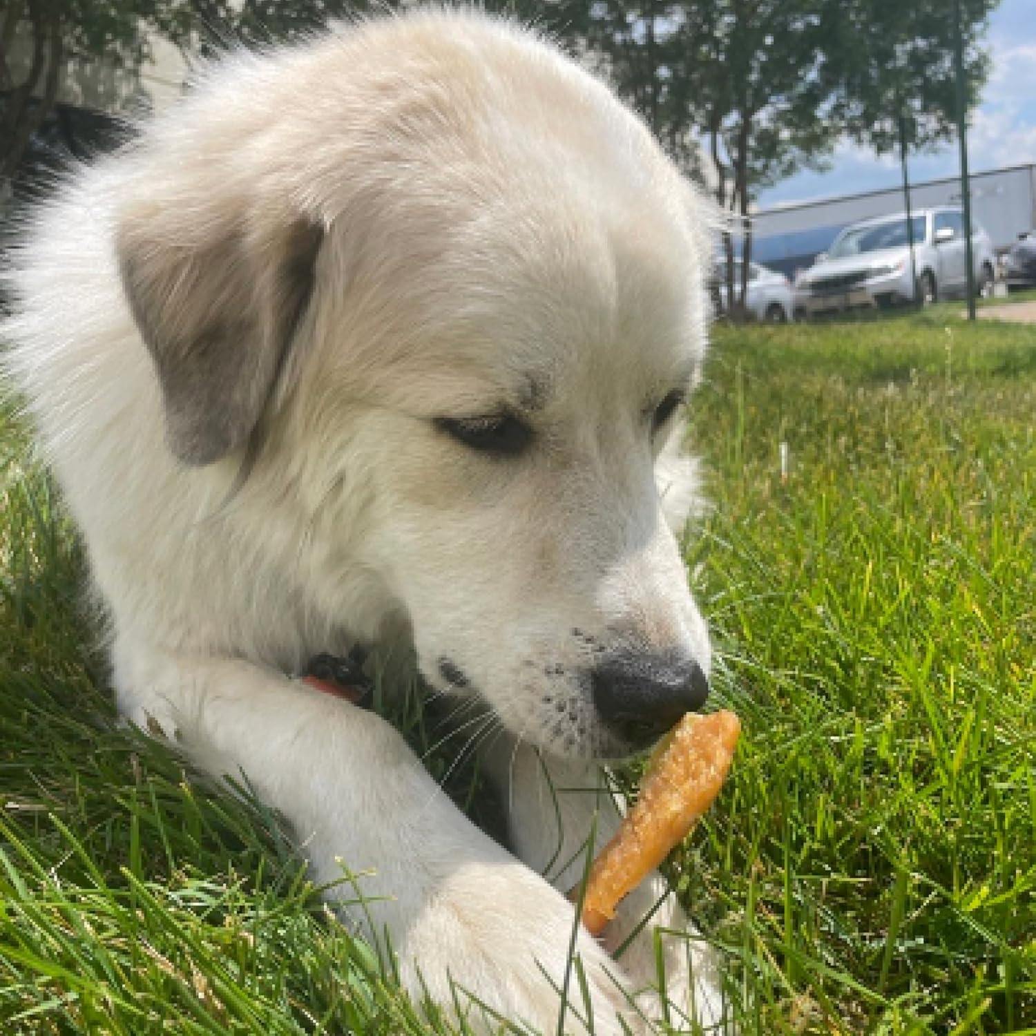 Best Bully Sticks Chicken Breast Dehydrated Dog Treats - Chicken Fillet Treats for Dogs 8 oz. - All Natural High Protein Real Chicken Premium Jerky Dog Chews - Grain Free Dog Treats : Pet Supplies