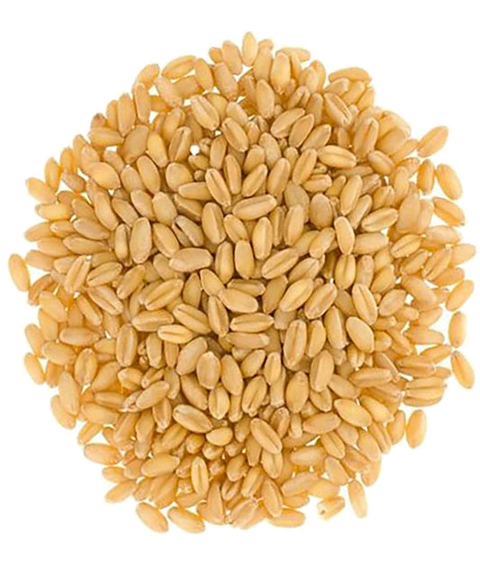 Hard White Wheat Berries | 25 LBS | Family Farmed in Washington State | 100% Desiccant Free | Sproutable | Non-GMO Project Verified | Kosher | Poly Bag