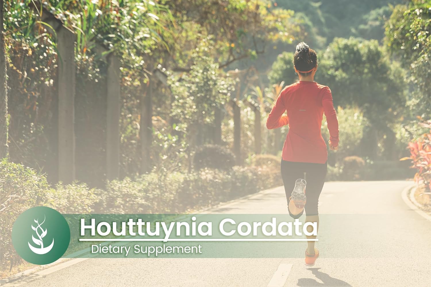 Pure Original Ingredients Houttuynia Cordata, (100 Capsules) Always Pure, No Additives Or Fillers, Lab Verified : Health & Household
