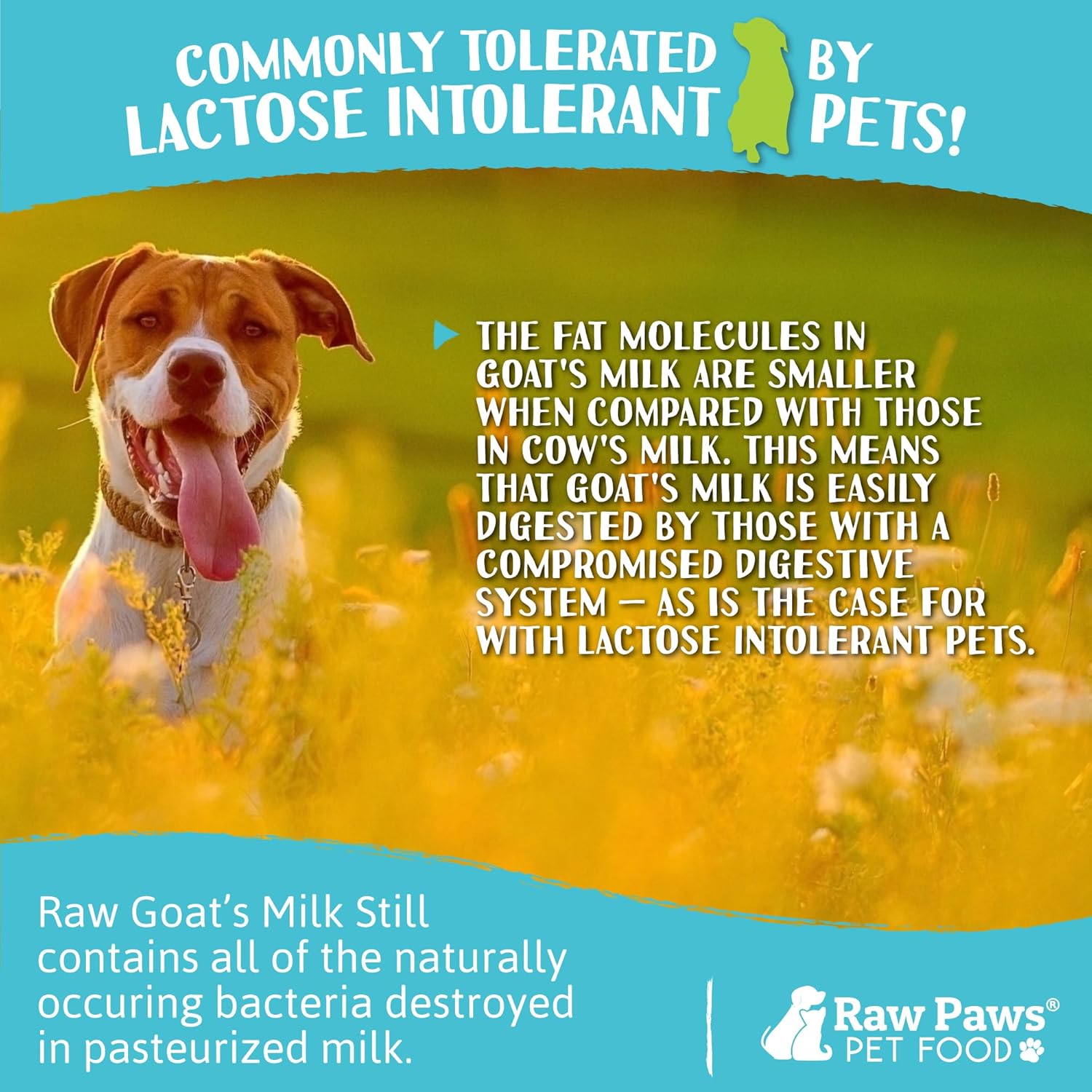 Raw Paws Raw Unpasteurized Goat Milk for Dogs & Cats, 16-oz, 14 Pack - Pet Milk Replacer for Puppies & Kittens, Goats Milk Supplement for Dogs, Sensitive Stomach Dog Food Topper, Frozen Raw Goat Milk : Pet Supplies