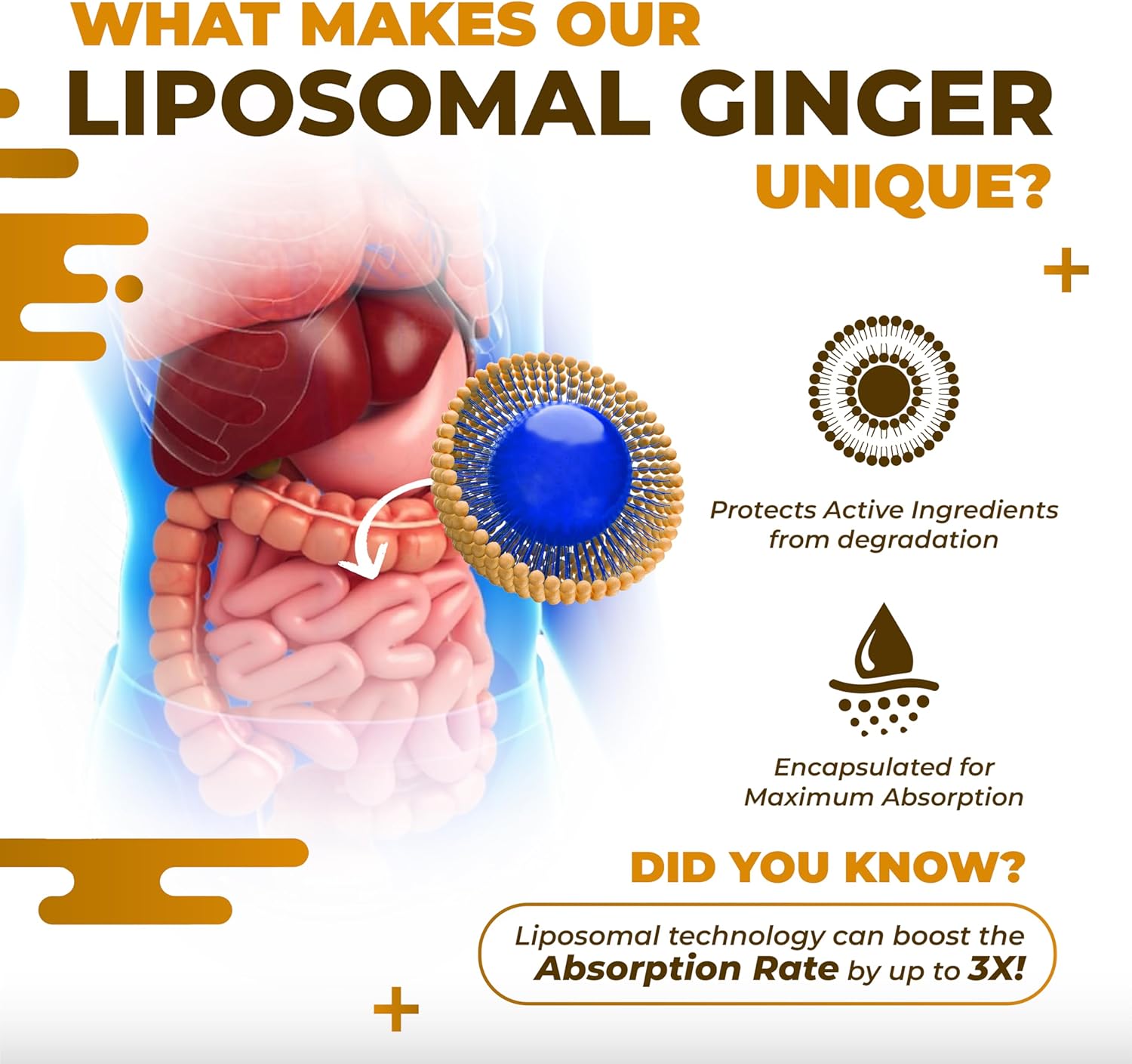 Liposomal Ginger Peppermint Turmeric Elderberry - Support Digestion Health, Immune System - Made And Tested In The Usa : Health & Household
