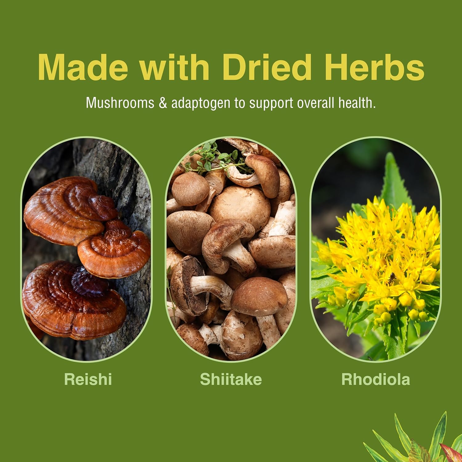 Herbs Etc. Deep Health - Daily Use Adaptogen Supplement - Aids Immune Health & Energy - With Reishi Mushroom - 60 Softgels (60 Servings) : Health & Household