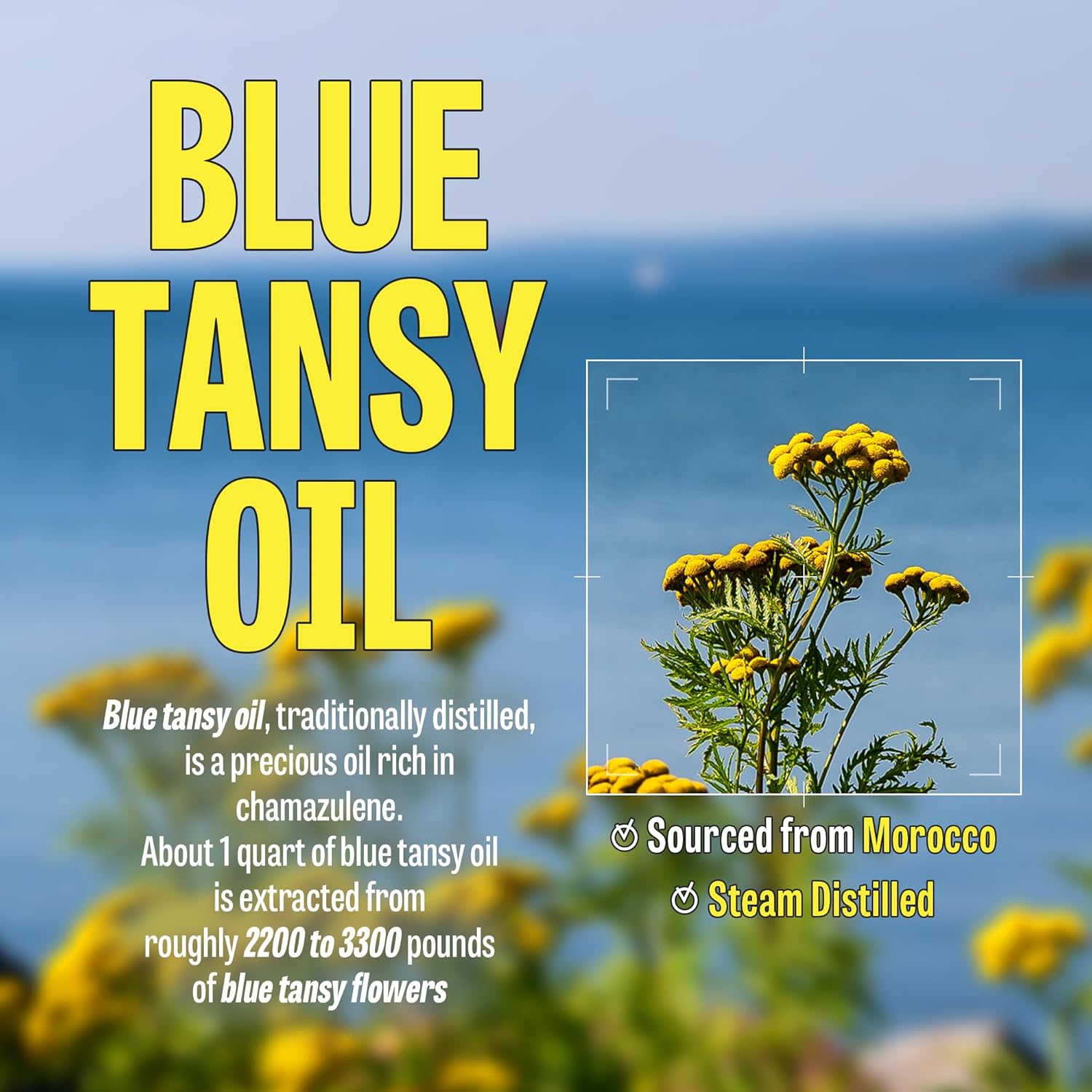 K-Beauty Blue Tansy Cleansing Oil To Foam | Daily Face Wash Oil Based Cleanser To Foam | Korean Oil Foaming Face Cleanser | Hydrating Facial Cleanser For Dry Sensitive Skin (3.88 Oz)