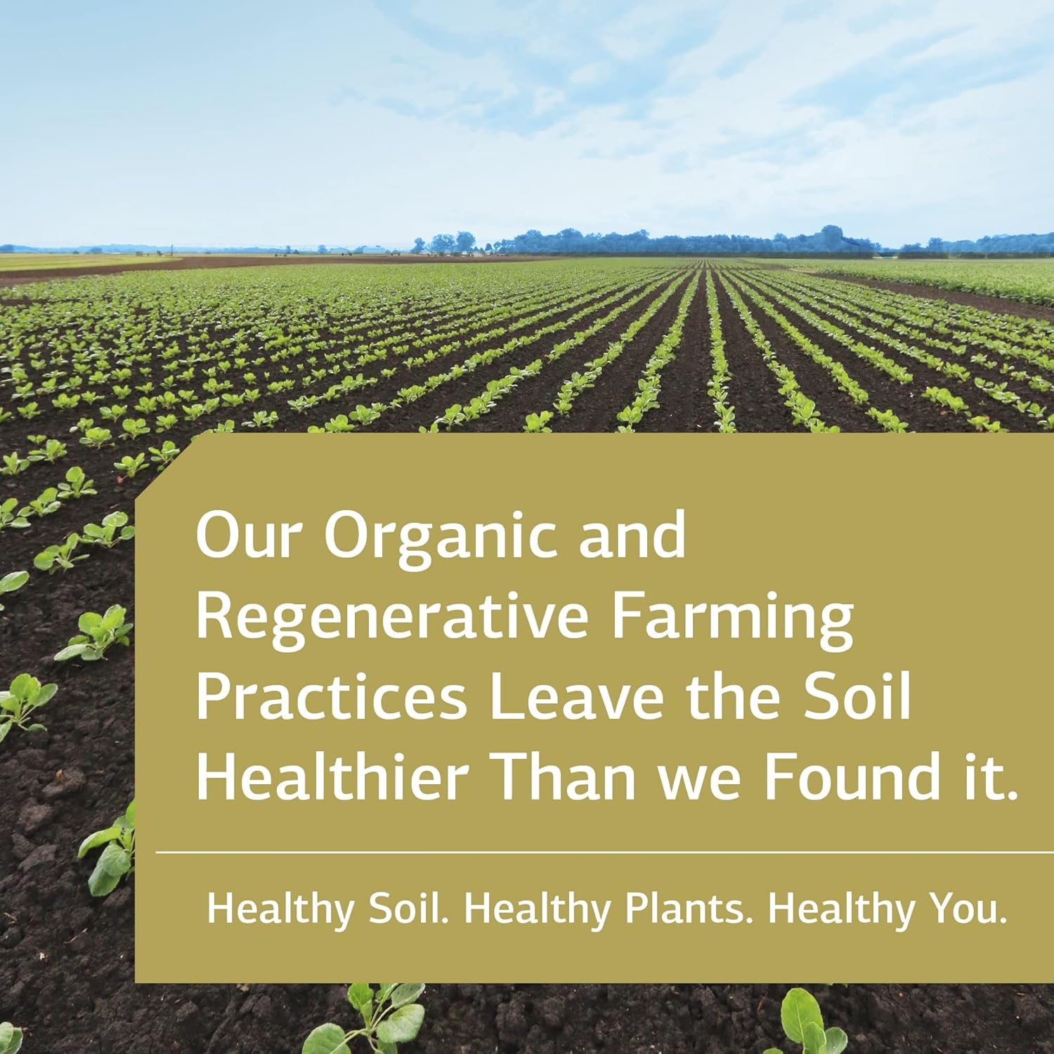 Standard Process General Health Daily Fundamentals - Maintain Optimal Health with Vitamin D, Zinc, Vitamin C, Iron, Vitamin B12, Vitamin A, Iodine, Copper, Vitamin B6, DHA, EPA - 60 Pack : Health & Household