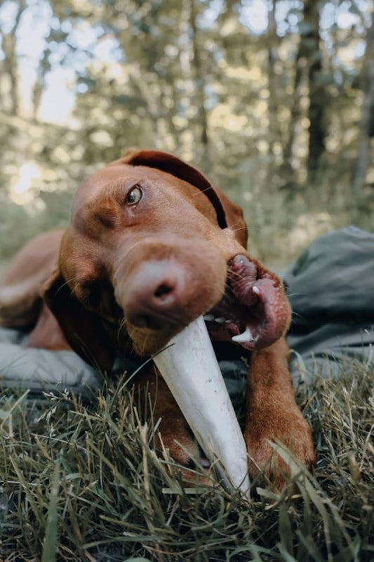 Cadet Double Stuffed Shin Bone - Highly Digestible, High Protein, Long-Lasting Dog Chew Bone For Aggressive Chewers, Supports Dental Health, - Bacon & Cheese Flavor, Large (1 Count)