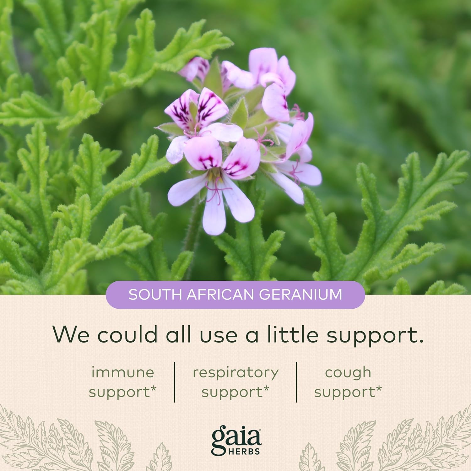 Gaia Herbs Cough Syrup Original - Soothes Occasional Dry Coughs - with Honey, Ivy Leaf, Black Elderberry - 4 Fl Oz : Health & Household