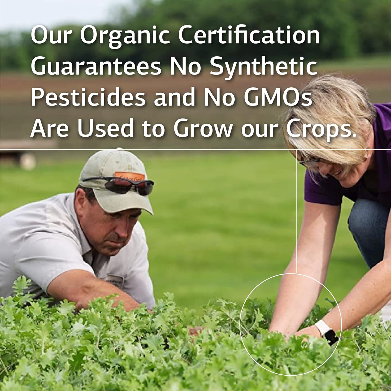 Standard Process Regeneplex - Whole Food Antioxidant, Blood Circulation and Skin Health, Digestion and Digestive Health with Coenzyme Q10 and Holy Basil for Wrinkles and Fine Lines - 90 Capsules : Health & Household