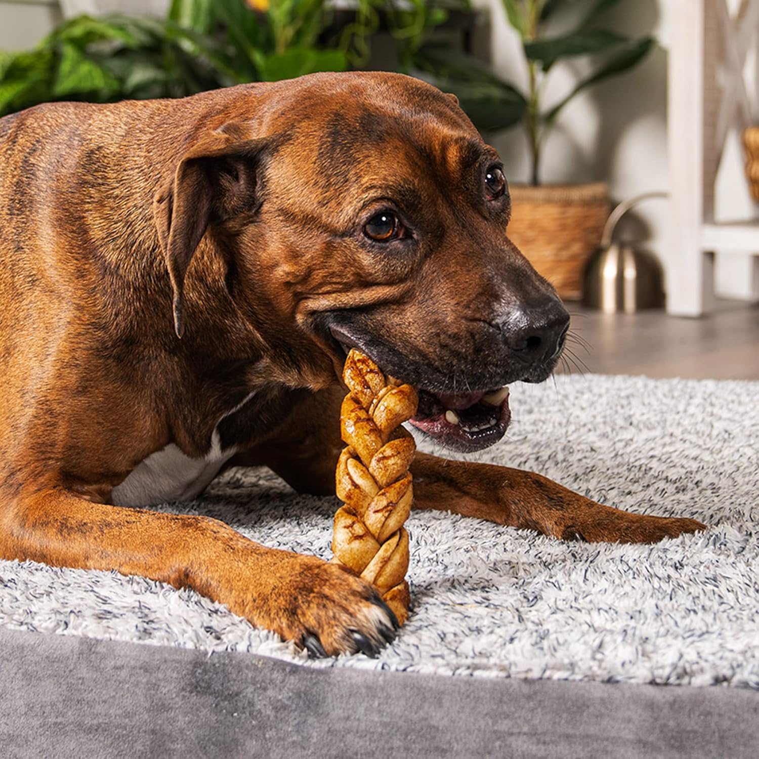 Pet Factory 100% Made in USA Beefhide 7" Braided Sticks Dog Chew Treats - Peanut Butter Flavor, 6 Count/1 Pack : Pet Supplies