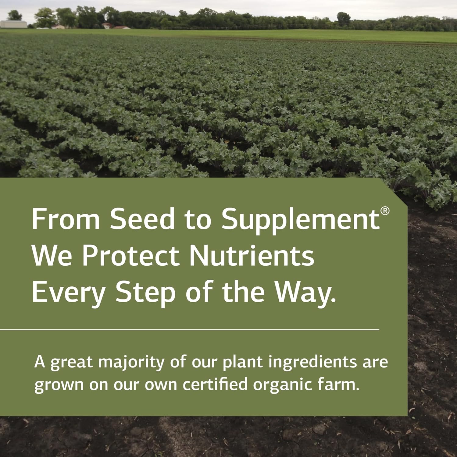 Standard Process Antronex - Whole Food Immune System Support and Liver Health Supplement with Calcium - 180 Tablets : Health & Household