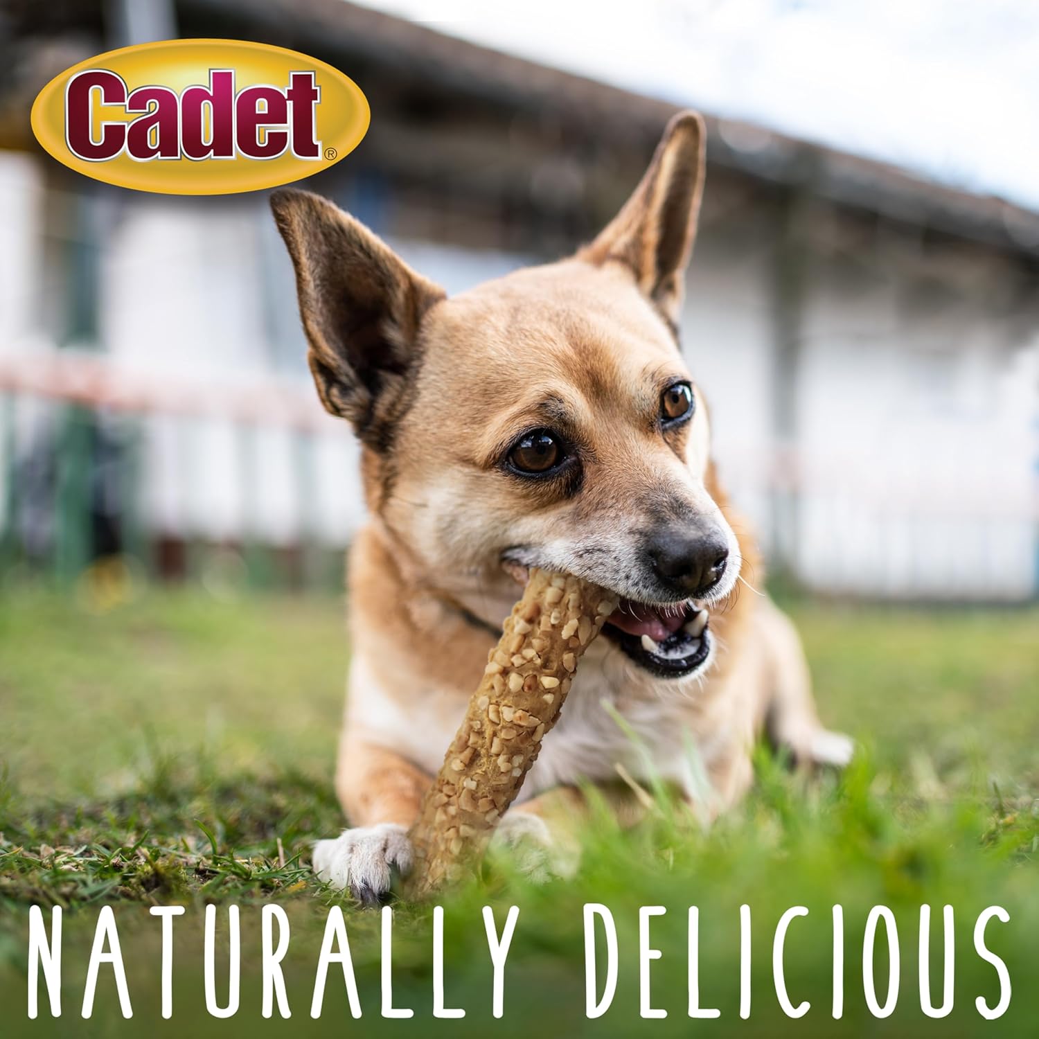 Cadet Smart Hide Rawhide Free Dog Treats – Peanut Coated, 2 Count : Pet Supplies