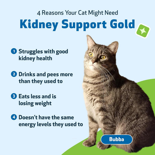 Pet Wellbeing Kidney Support Gold For Cats - Vet-Formulated - Supports Healthy Kidney Function In Cats - Natural Herbal Supplement 2 Oz (59 Ml)