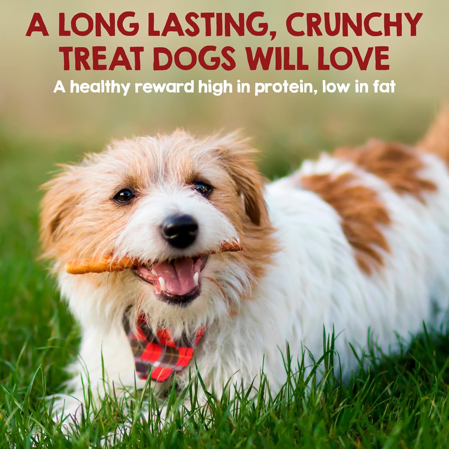 Riley's Chicken Wrapped Dog Treats - USA Sourced, USA Made Medium Dog Treats - Dog Chew Sticks - Raw Hides for Medium Dogs - Wrapped Rawhide Sticks for Dogs - 12 Twists - Medium : Pet Supplies