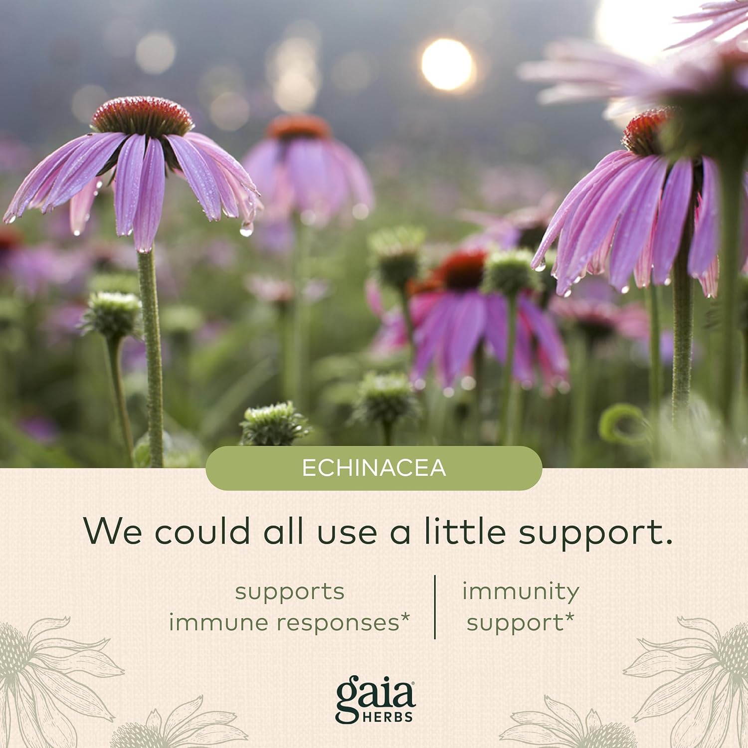 Gaia Herbs Echinacea Supreme - Immune Support Supplement - Echinacea Purpurea and Echinacea Angustifolia Blend to Support Immune System - 60 Vegan Liquid Phyto-Capsules (30-Day Supply) : Health & Household