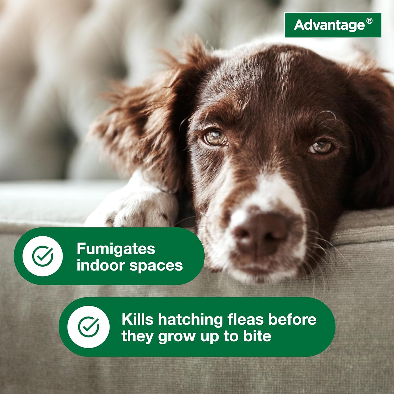 Advantage Household Fogger | Kills Fleas & Ticks | Flea Fogger for Home | 2 oz. Canisters (Pack of 3) : Pet Supplies