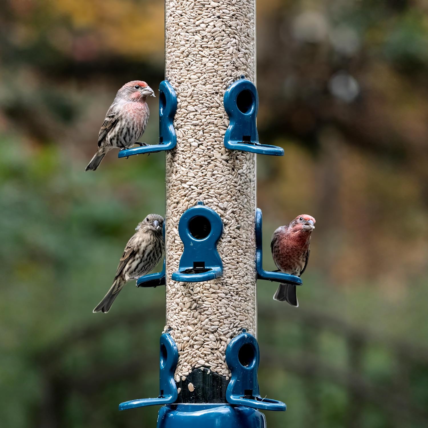 Garden Bird Feeders - Jacobi Jayne® flo™ Festival Hanging, Easy-clean Bird Feeder For sunflower Seeds - Metal bird feeder, Blue, Large sunflower heart feeder :Garden