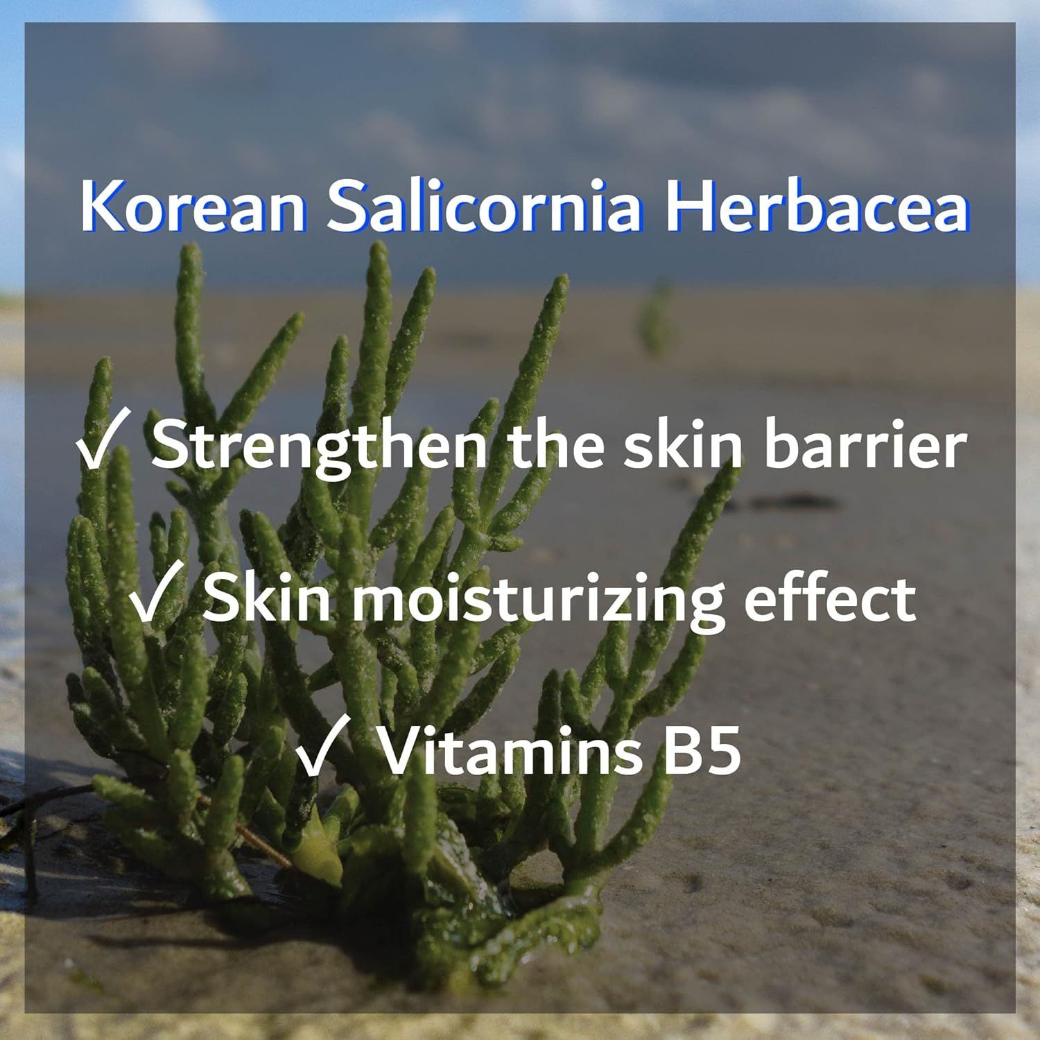 Sunnicorn Hydrating Toner 10.14 Fl Oz - Korean Skin Care, Moisturizing Calming Toner, Vegan + Animal Testing Free, Sensetive Skin, Daily Facial & Ultra Hydrate, Natural Ingredients : Beauty & Personal Care