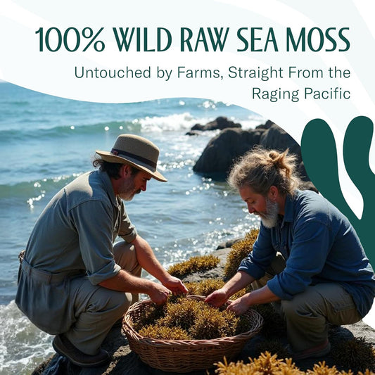 Trueseamoss (3 Pounds) - Wild Crafted Seamoss Raw - 100% Irish Sea Moss - Dried Sea Moss Advanced Drink - Clean And Sundried - 100% Vegan (48Oz)