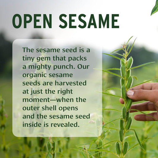 Banyan Botanicals Sesame Oil – Organic & Unrefined Ayurvedic Oil For Skin, Hair, Oil Pulling & More – Multiple Sizes – 128Oz. – Non Gmo Sustainably Sourced Vegan