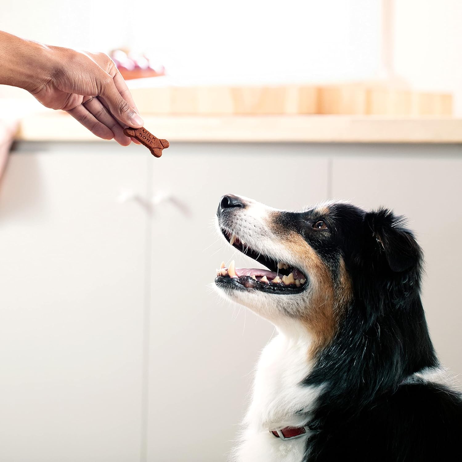 Milk-Bone Soft & Chewy Dog Treats, Bacon Recipe, 5.6 Ounce (Pack of 10), Made with Real Bacon : Pet Supplies