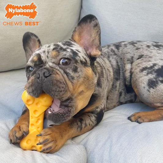 Nylabone Power Chew Cheese Dog Chew Toy - Fun & Cute Dog Toys For Aggressive Chewers - Durable Dog Toys - Medium/Wolf (1 Count)