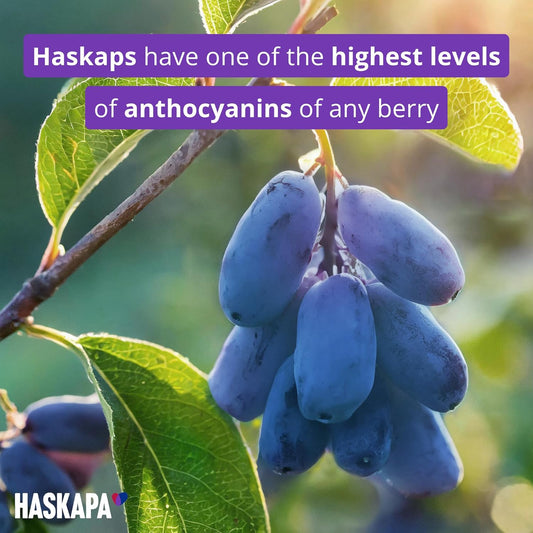 Haskapa | Superberry Powder | Made With 100% Natural Vegan Whole Haskap Berries | High In Vitamin C + Antioxidants | Gluten Free | Superfood Made From Freeze Dried Berries | (30 Day Supply)