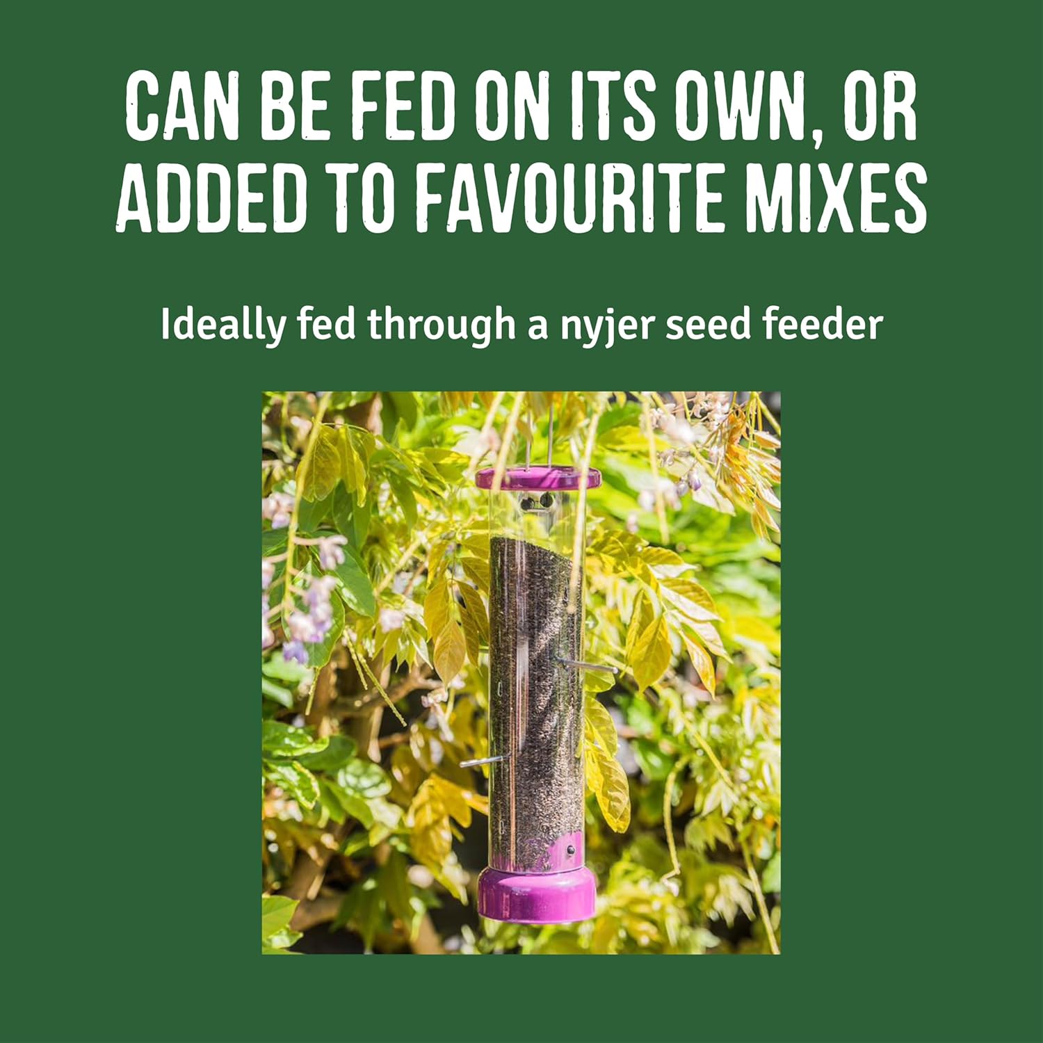 Bird Food - Nyjer Seed, High in Energy, Protein, and Oils, Great for Hanging Nyjer Seed Feeders, Can be Fed on Its Own or Added to Mixes, Bulk Bag (1.6kg) - Honeyfield’s :Pet Supplies