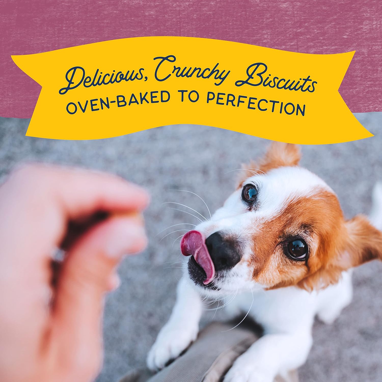 Natural Balance Limited Ingredient Rewards Crunchy Biscuits, Bite-Size Grain-Free Dog Treats for Small-Breed Dogs, Made with Real Venison, 8 Ounce (Pack of 1) : Pet Treat Biscuits : Pet Supplies