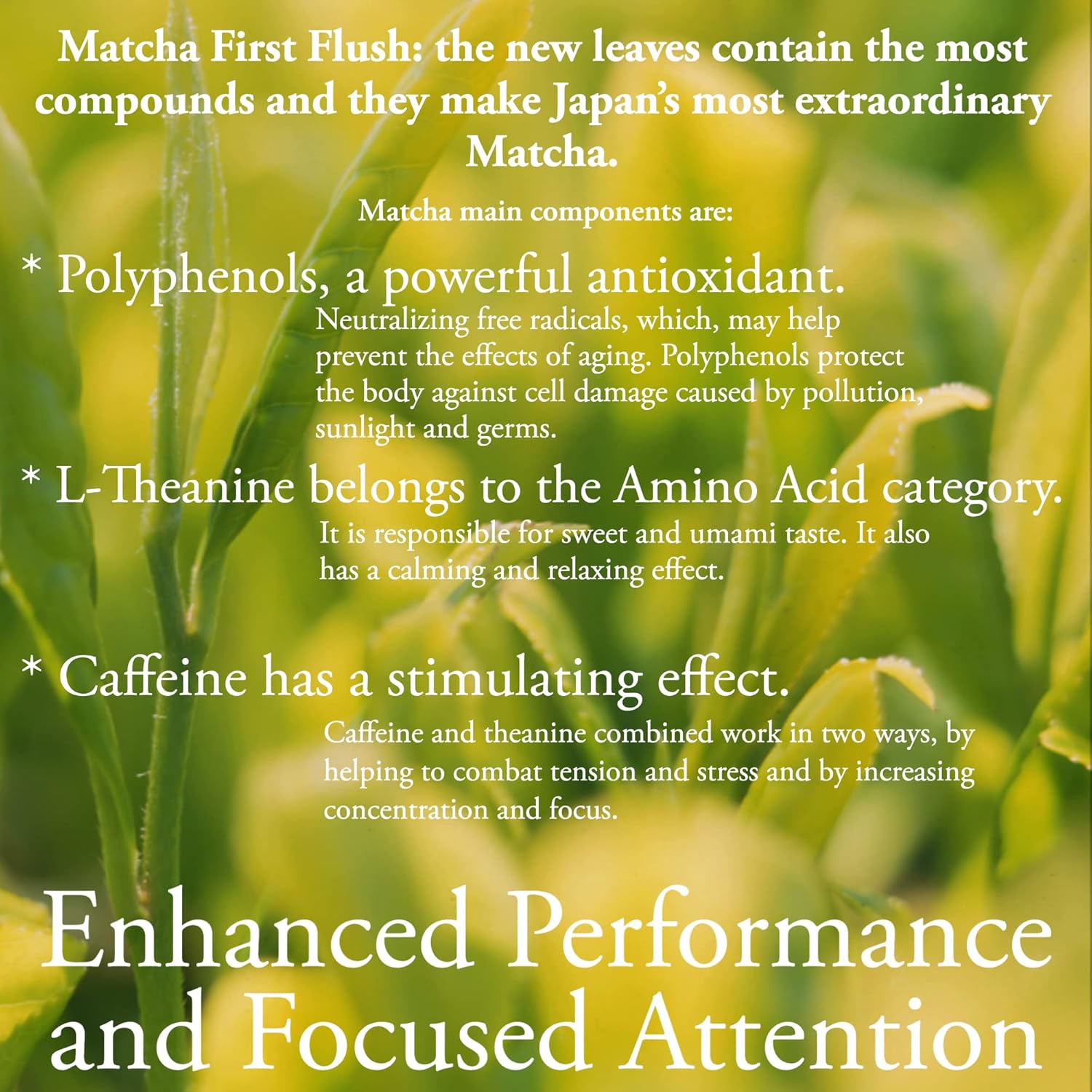 Pantenger Organic Matcha Green Tea Powder | 3 Oz - 70 Servings | Authentic Japanese Matcha Powder | Premium First Harvest | Latte & Smoothie Grade